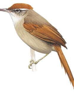 波利维亚针尾雀 / Bolivian Spinetail / Cranioleuca henricae