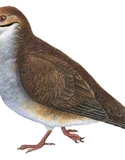 黄顶鹑鸠 / Russet-crowned Quail-Dove / Zentrygon goldmani