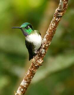 白腹宝石蜂鸟 / White-bellied Mountaingem / Lampornis hemileucus