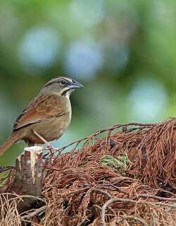 锈红猛雀鹀 / Rusty Sparrow / Aimophila rufescens