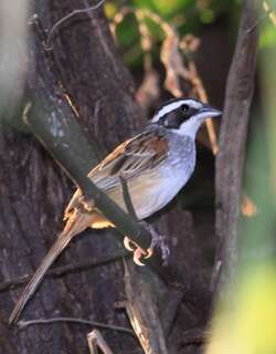纹头猛雀鹀 / Stripe-headed Sparrow / Peucaea ruficauda