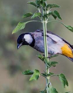 白耳鹎 / White-eared Bulbul / Pycnonotus leucotis