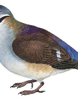 青蓝鹑鸠 / Sapphire Quail-Dove / Geotrygon saphirina
