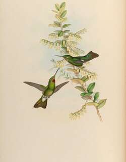 粉喉辉蜂鸟 / Pink-throated Brilliant / Heliodoxa gularis