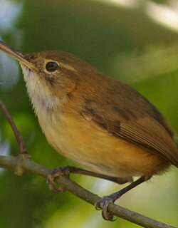 长嘴蚋莺 / Trilling Gnatwren / Ramphocaenus melanurus