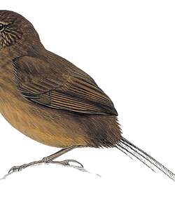 褐短翅莺 / Brown Emutail / Bradypterus brunneus