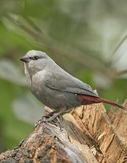 淡蓝梅花雀 / Lavender Waxbill / Glaucestrilda caerulescens