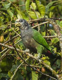 白顶鹦哥 / White-capped Parrot / Pionus seniloides