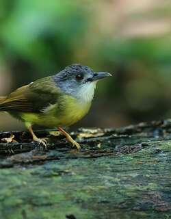 灰头冠鹎 / Yellow-bellied Bulbul / Alophoixus phaeocephalus