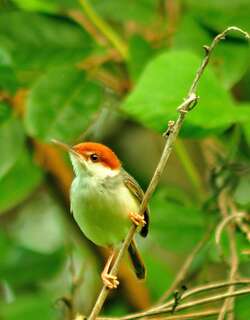 红头缝叶莺 / Rufous-tailed Tailorbird / Orthotomus sericeus