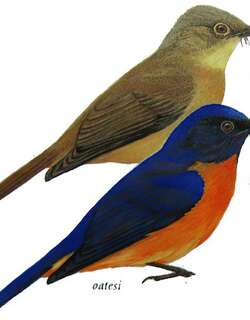 棕腹蓝仙鹟 / Vivid Niltava / Niltava vivida