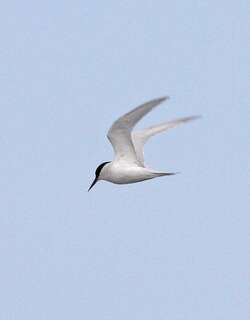 西非燕鸥 / Damara Tern / Sternula balaenarum