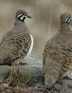 矮岩鸠 / Squatter Pigeon / Geophaps scripta