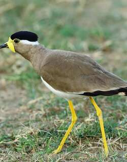 黄垂麦鸡 / Yellow-wattled Lapwing / Vanellus malabaricus