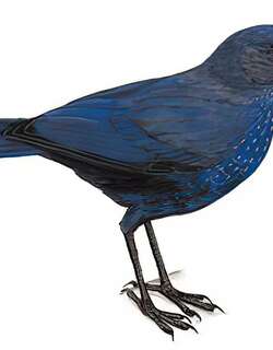 台湾紫啸鸫 / Taiwan Whistling Thrush / Myophonus insularis