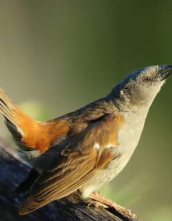 斯氏麻雀 / Swainson’s Sparrow / Passer swainsonii