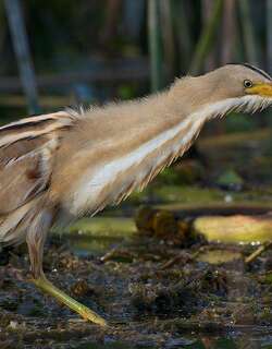 纹背苇鳽 / Stripe-backed Bittern / Ixobrychus involucris