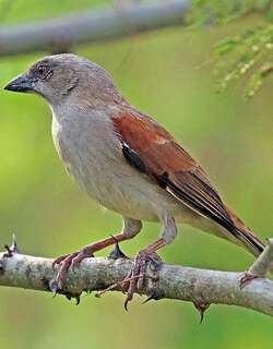 灰头麻雀 / Northern Grey-headed Sparrow / Passer griseus