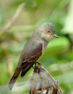 棕尾霸鹟 / Rufous-tailed Tyrant / Knipolegus poecilurus