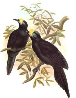 长尾肉垂风鸟 / Long-tailed Paradigalla / Paradigalla carunculata