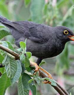 辉背鸫 / Glossy-black Thrush / Turdus serranus