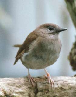 小考岛鸫 / Puaiohi / Myadestes palmeri