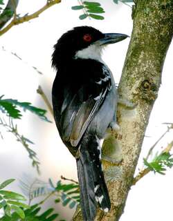大蚁鵙 / Great Antshrike / Taraba major
