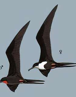 小军舰鸟 / Great Frigatebird