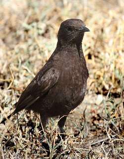 蚁䳭 / Anteater Chat / Myrmecocichla aethiops