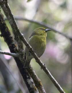 考岛绿雀 / Kauai Amakihi / Chlorodrepanis stejnegeri