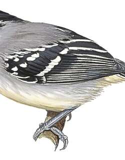 白腹蚁鹩 / Creamy-bellied Antwren / Herpsilochmus motacilloides