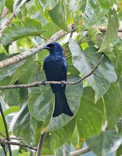 白胁卷尾 / Balicassiao / Dicrurus balicassius