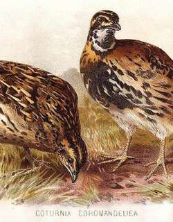 黑胸鹌鹑 / Rain Quail / Coturnix coromandelica