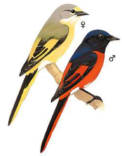长尾山椒鸟 / Long-tailed Minivet / Pericrocotus ethologus