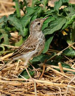 伯氏鹨 / Berthelot’s Pipit / Anthus berthelotii