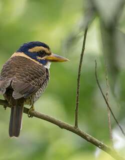 斑头翡翠 / Scaly-breasted Kingfisher / Actenoides princeps