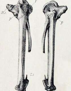 毛里求斯雁 / Mauritius Sheldgoose / Alopochen mauritiana