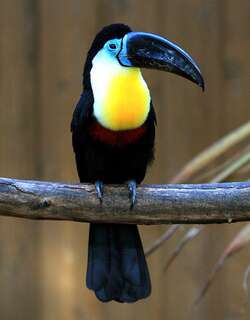 凹嘴巨嘴鸟 / Channel-billed Toucan / Ramphastos vitellinus
