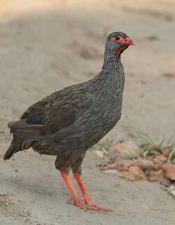 裸喉鹧鸪 / Red-necked Spurfowl / Pternistis afer