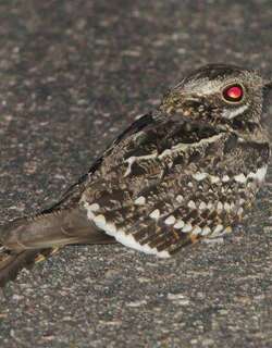 方尾夜鹰 / Square-tailed Nightjar / Caprimulgus fossii