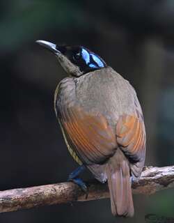 威氏极乐鸟 / Wilson’s Bird-of-paradise / Diphyllodes respublica