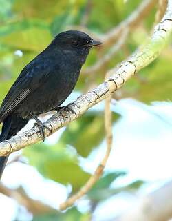 黑鹟 / Northern Black Flycatcher / Melaenornis edolioides