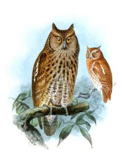 中美角鸮 / Middle American Screech Owl / Megascops guatemalae