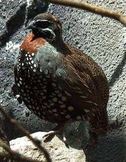 马岛鹑 / Madagascan Partridge / Margaroperdix madagarensis