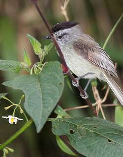 无纹雀霸鹟 / Unstreaked Tit-Tyrant / Uromyias agraphia