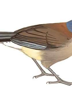靛冠噪鹛 / Blue-crowned Laughingthrush / Pterorhinus courtoisi