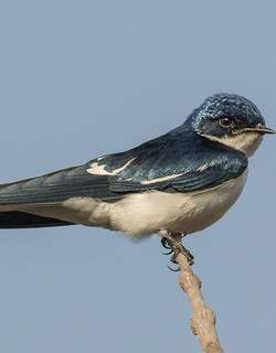 斑翅燕 / Pied-winged Swallow / Hirundo leucosoma
