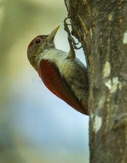朱背啄木鸟 / Scarlet-backed Woodpecker / Veniliornis callonotus