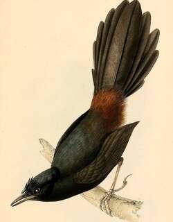 须额窜鸟 / Slaty Bristlefront / Merulaxis ater