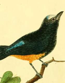 白额娇鹟 / White-fronted Manakin / Lepidothrix serena